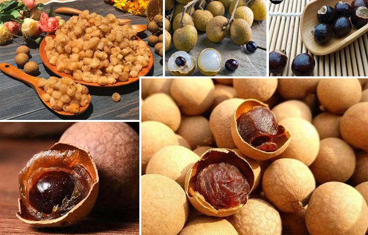 Long Nhãn (Dimocarpus longan)